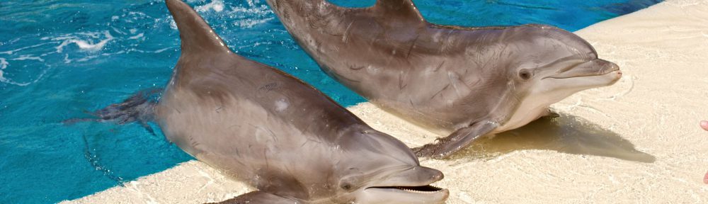 Dolphin Trainer For A Day, Mirage Hotel, Las Vegas