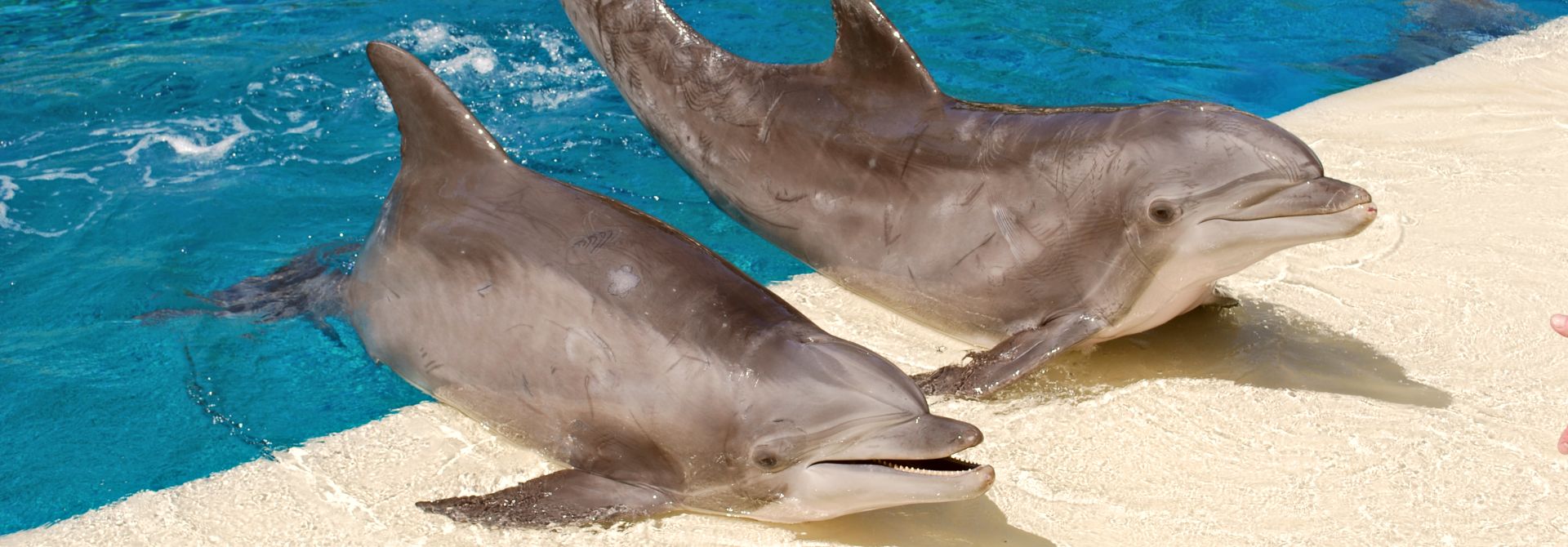 You Can Do Yoga Next to Dolphins at This Hotel in Las Vegas