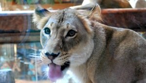 MGM Lion Habitat