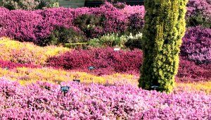 RHS Harlow Carr